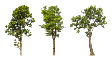 Collection high qaulity green tree has been cut from the original background and replaced with a transparent background for easy selection.
