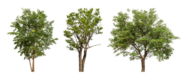 Collection high qaulity green tree has been cut from the original background and replaced with a transparent background for easy selection.