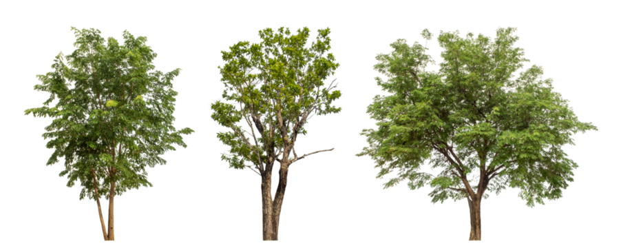 Collection high qaulity green tree has been cut from the original background and replaced with a transparent background for easy selection.