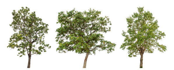 Collection high qaulity green tree has been cut from the original background and replaced with a transparent background for easy selection.