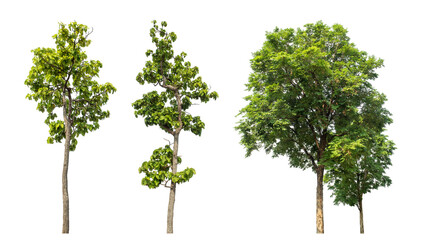 Collection high qaulity tree has been cut from the original background and replaced with a transparent background for easy selection.