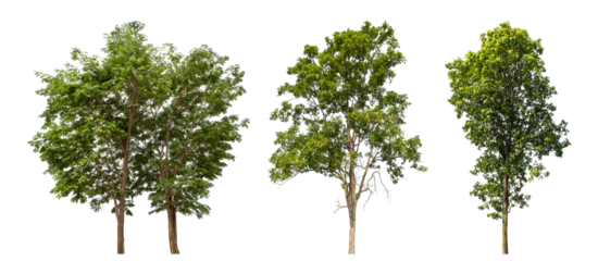 Collection high qaulity tree has been cut from the original background and replaced with a transparent background for easy selection.