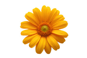 yellow gerber flower