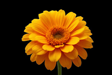 yellow flower on black