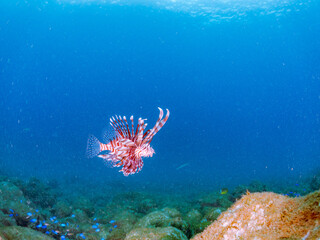 美しく大きなハナミノカサゴ（ミノカサゴ亜科）他。
英名学名：Red Lionfish (Pterois volitans)
岩場に集まる、美しいソラスズメダイ（スズメダイ科）他の群れ。
英名学名：Heavenly Damselfish (Pomacentrus coelestis)
静岡県伊豆半島賀茂郡南伊豆町中木ヒリゾ浜2024年
