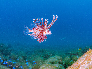 美しく大きなハナミノカサゴ（ミノカサゴ亜科）他。
英名学名：Red Lionfish (Pterois volitans)
岩場に集まる、美しいソラスズメダイ（スズメダイ科）他の群れ。
英名学名：Heavenly Damselfish (Pomacentrus coelestis)
静岡県伊豆半島賀茂郡南伊豆町中木ヒリゾ浜2024年
