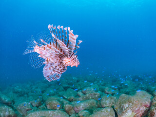 美しく大きなハナミノカサゴ（ミノカサゴ亜科）他。
英名学名：Red Lionfish (Pterois volitans)
岩場に集まる、美しいソラスズメダイ（スズメダイ科）他の群れ。
英名学名：Heavenly Damselfish (Pomacentrus coelestis)
静岡県伊豆半島賀茂郡南伊豆町中木ヒリゾ浜2024年
