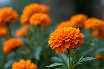 orange marigold flower