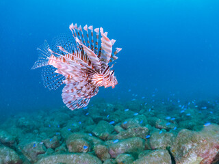 美しく大きなハナミノカサゴ（ミノカサゴ亜科）他。
英名学名：Red Lionfish (Pterois volitans)
岩場に集まる、美しいソラスズメダイ（スズメダイ科）他の群れ。
英名学名：Heavenly Damselfish (Pomacentrus coelestis)
静岡県伊豆半島賀茂郡南伊豆町中木ヒリゾ浜2024年
