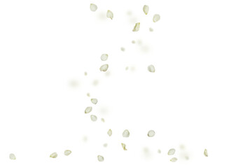 white roses that are scattering in the air