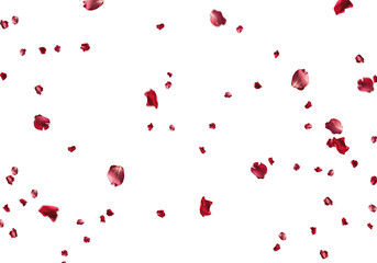 red roses scattering in the air
