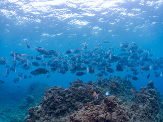 美しいメジナ（イスズミ科）、ホウライヒメジ（ヒメジ科）の群れ他。
英名学名：Largescale Blackfish (Girella punctata)
Whitesaddle goatfish (Parupeneus ciliatus)
静岡県伊豆半島賀茂郡南伊豆町中木ヒリゾ浜2024年
