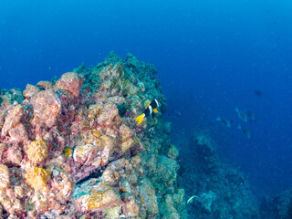 高海水温が続いているのでサンゴの白化現象が起きている。
美しいイソギンチャク畑の可愛いクマノミ（クマノミ亜科）ペア、ミツボシクロスズメダイ（スズメダイ科）他の群れ。
英名学名：
Yellowtail clownfish (Amphiprion clarkii)
Threespot dascyllus (Dascyllus trimaculatus) 
静岡県伊豆半島賀茂郡南伊豆町中木ヒリゾ浜

