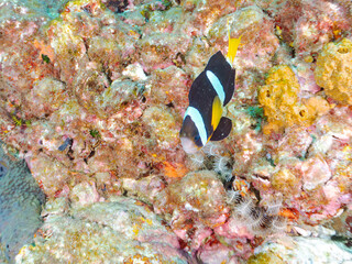 高海水温が続いているのでサンゴの白化現象が起きている。
美しいイソギンチャク畑の可愛いクマノミ（クマノミ亜科）ペア、ミツボシクロスズメダイ（スズメダイ科）他の群れ。
英名学名：
Yellowtail clownfish (Amphiprion clarkii)
Threespot dascyllus (Dascyllus trimaculatus) 
静岡県伊豆半島賀茂郡南伊豆町中木ヒリゾ浜
