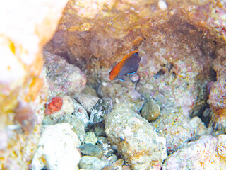 可愛いオジロスズメダイ（スズメダイ科）の幼魚他。
英名学名：Whitetail damsel, Pomacentrus chrysurus
静岡県伊豆半島賀茂郡南伊豆町中木ヒリゾ浜2024年
