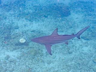 大きく美しいカマストガリザメ（メジロザメ科）他。
英名学名：Blacktip shark, Carcharhinus limbatus
静岡県伊豆半島賀茂郡南伊豆町中木ヒリゾ浜2024年
