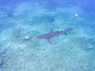 大きく美しいカマストガリザメ（メジロザメ科）他。
英名学名：Blacktip shark, Carcharhinus limbatus
静岡県伊豆半島賀茂郡南伊豆町中木ヒリゾ浜2024年
