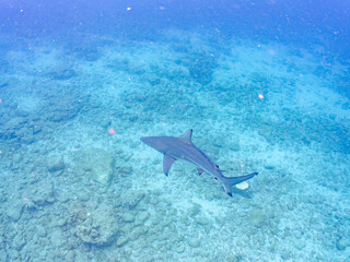 大きく美しいカマストガリザメ（メジロザメ科）他。
英名学名：Blacktip shark, Carcharhinus limbatus
静岡県伊豆半島賀茂郡南伊豆町中木ヒリゾ浜2024年
