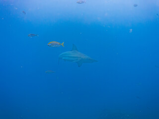 大きく美しいカマストガリザメ（メジロザメ科）他。
英名学名：Blacktip shark, Carcharhinus limbatus
静岡県伊豆半島賀茂郡南伊豆町中木ヒリゾ浜2024年
