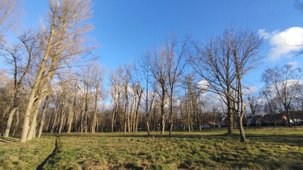 Obraz premium Bosque y campo de Burgos, España un día de invierno