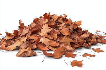 pile of brown autumn leaves on a white background image showing natural texture and dried foliage composition with maple leaves scattered close up in high-resolution photo