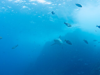 大きく美しいカマストガリザメ（メジロザメ科）他。
英名学名：Blacktip shark, Carcharhinus limbatus
静岡県伊豆半島賀茂郡南伊豆町中木ヒリゾ浜2024年
