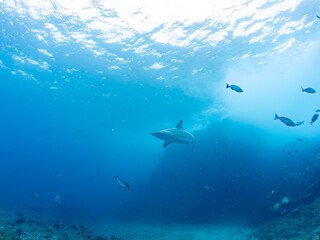 大きく美しいカマストガリザメ（メジロザメ科）他。
英名学名：Blacktip shark, Carcharhinus limbatus
静岡県伊豆半島賀茂郡南伊豆町中木ヒリゾ浜2024年
