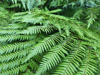 fern leaves upclose