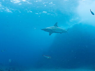 大きく美しいカマストガリザメ（メジロザメ科）他。
英名学名：Blacktip shark, Carcharhinus limbatus
静岡県伊豆半島賀茂郡南伊豆町中木ヒリゾ浜2024年
