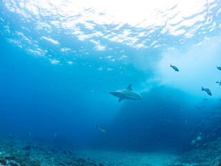 大きく美しいカマストガリザメ（メジロザメ科）他。
英名学名：Blacktip shark, Carcharhinus limbatus
静岡県伊豆半島賀茂郡南伊豆町中木ヒリゾ浜2024年
