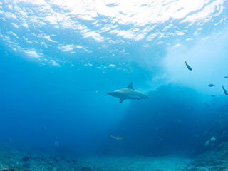 大きく美しいカマストガリザメ（メジロザメ科）他。
英名学名：Blacktip shark, Carcharhinus limbatus
静岡県伊豆半島賀茂郡南伊豆町中木ヒリゾ浜2024年
