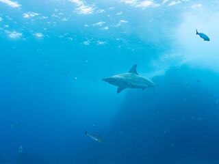 大きく美しいカマストガリザメ（メジロザメ科）他。
英名学名：Blacktip...