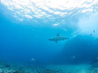 大きく美しいカマストガリザメ（メジロザメ科）他。
英名学名：Blacktip shark, Carcharhinus limbatus
静岡県伊豆半島賀茂郡南伊豆町中木ヒリゾ浜2024年
