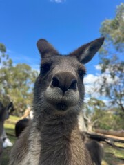 Fototapeta premium Kangaroo close up