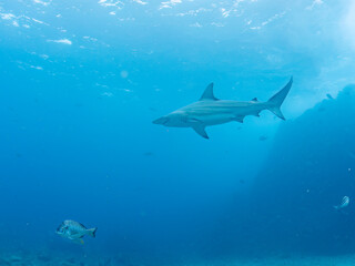 大きく美しいカマストガリザメ（メジロザメ科）他。
英名学名：Blacktip shark, Carcharhinus limbatus
静岡県伊豆半島賀茂郡南伊豆町中木ヒリゾ浜2024年
