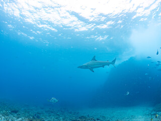 Obraz premium 大きく美しいカマストガリザメ（メジロザメ科）他。 英名学名：Blacktip shark, Carcharhinus limbatus 静岡県伊豆半島賀茂郡南伊豆町中木ヒリゾ浜2024年 