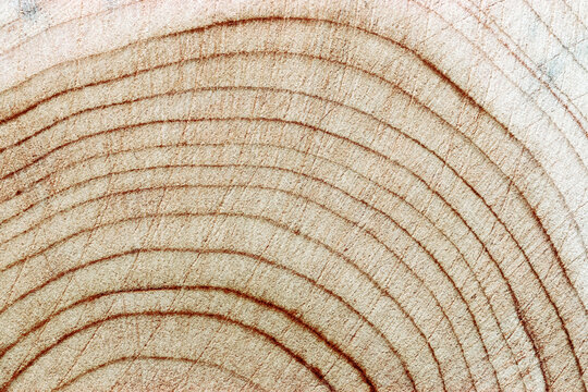 Game Tree Rings Texture Tree Ring Texture Images – Browse 168,521 Stock Photos, Vectors, and ...