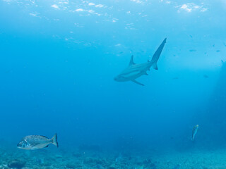 半水面撮影。
大きく美しいカマストガリザメ（メジロザメ科）他。
英名学名：Blacktip shark, Carcharhinus limbatus
静岡県伊豆半島賀茂郡南伊豆町中木ヒリゾ浜2024年
