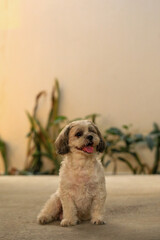 Shih Tzu dog and friend playing and fighting 