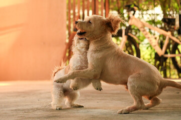 Shih Tzu dog and friend playing and fighting 