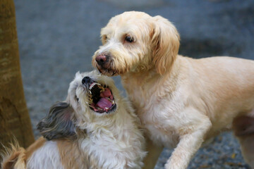 Shih Tzu dog and friend playing and fighting 