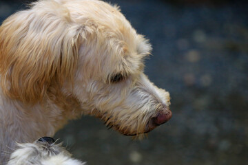Shih Tzu dog and friend playing and fighting 