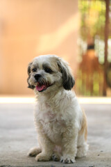 Shih Tzu dog and friend playing and fighting 