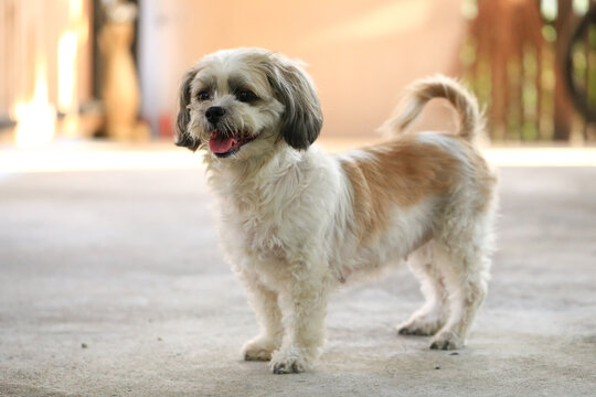 Shih Tzu dog and friend playing and fighting 