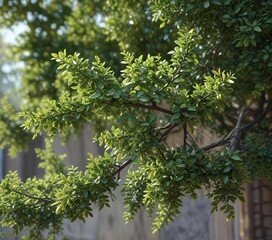 Close-up of tangled privet bush with small leaves, botany, dense, natural