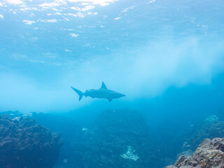 半水面撮影。
大きく美しいカマストガリザメ（メジロザメ科）他。
英名学名：Blacktip shark, Carcharhinus limbatus
静岡県伊豆半島賀茂郡南伊豆町中木ヒリゾ浜2024年
