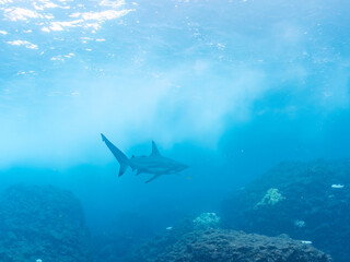 Naklejka premium 半水面撮影。 大きく美しいカマストガリザメ（メジロザメ科）他。 英名学名：Blacktip shark, Carcharhinus limbatus 静岡県伊豆半島賀茂郡南伊豆町中木ヒリゾ浜2024年 