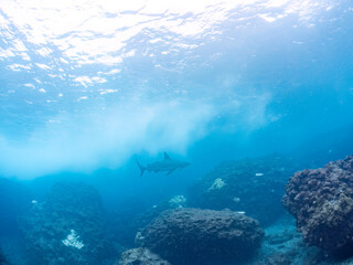 半水面撮影。
大きく美しいカマストガリザメ（メジロザメ科）他。
英名学名：Blacktip shark, Carcharhinus limbatus
静岡県伊豆半島賀茂郡南伊豆町中木ヒリゾ浜2024年
