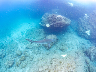 半水面撮影。
大きく美しいカマストガリザメ（メジロザメ科）他。
英名学名：Blacktip shark, Carcharhinus limbatus
静岡県伊豆半島賀茂郡南伊豆町中木ヒリゾ浜2024年
