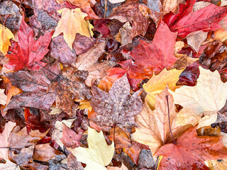 Fall colors